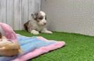 Small Mini Aussiedoodle Baby
