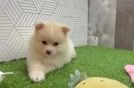 Meet Camron - our Pomeranian Puppy Video