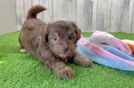 Fluffy Havapoo Poodle Mix Pup