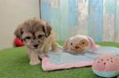Adorable Shih Poo Poodle Mix Puppy