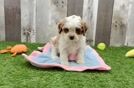 Cute Cavapoo Baby