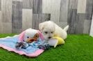 Meet Lawson - our Maltipoo Puppy Video