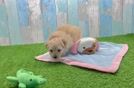 Small Maltipoo Baby