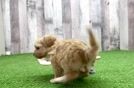 Yorkie Poo Puppy for Adoption