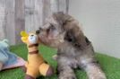 Meet Belinda - our Mini Schnoodle Puppy Video
