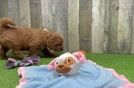 Meet Hendrix - our Mini Goldendoodle Puppy Video