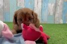 Cavapoo Puppy for Adoption