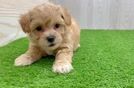 Maltipoo Puppy for Adoption