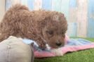 Maltipoo Puppy for Adoption