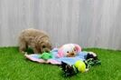 Playful Mini Groodle Poodle Mix Puppy