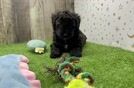 Meet Phoenix - our Mini Goldendoodle Puppy Video
