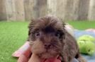 Hypoallergenic Havadoodle Poodle Mix Puppy