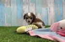 Cavachon Puppy for Adoption