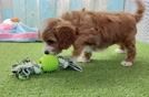 Meet Karmel - our Cavapoo Puppy Video