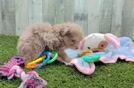 Little Mini Aussiepoo Poodle Mix Puppy