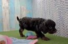 Playful Cavapoodle Poodle Mix Puppy