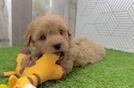 Fluffy Cavapoo Poodle Mix Pup