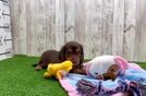 Cute Dachshund Purebred Pup