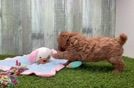 Cavapoo Puppy for Adoption