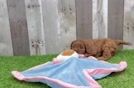 Cavapoo Puppy for Adoption