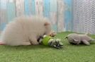 Small Pomeranian Purebred Pup