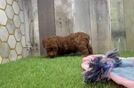 Poodle Pup Being Cute