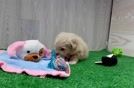 Maltipoo Puppy for Adoption