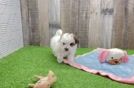 Maltipoo Puppy for Adoption