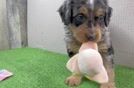 Funny Mini Bernedoodle Poodle Mix Pup