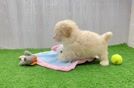 Maltipoo Pup Being Cute