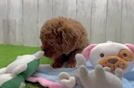 Cavapoo Pup Being Cute