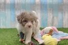 Fluffy Havapoo Poodle Mix Pup