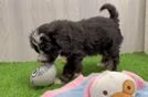 Best Mini Bernedoodle Baby