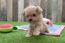 Best Maltipoo Baby