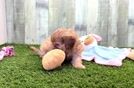 Cavapoo Puppy for Adoption
