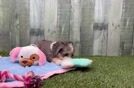 Meet Wagner - our Aussiechon Puppy Video