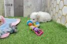 Maltipoo Puppy for Adoption