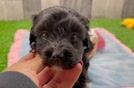 Adorable Mini Australian Shepherd X Poodle Mix Poodle Mix Puppy