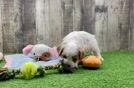 Petite Cavapoo Poodle Mix Pup