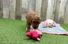 Poodle Puppy for Adoption
