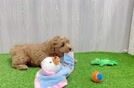 Best Mini Goldendoodle Baby