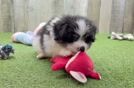 Cute Pomachon Baby