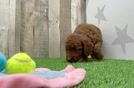 Friendly Mini Goldendoodle Baby