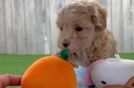 Maltipoo Pup Being Cute