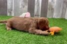Cavapoo Puppy for Adoption