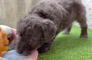 Fluffy Mini Goldendoodle Poodle Mix Pup