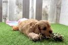Meet Orlando - our Cavapoo Puppy Video