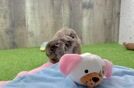 Smart Cavapoo Poodle Mix Pup
