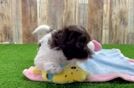 Smart Havanese Cuban Bichon Purebred Puppy