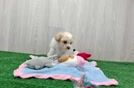 Petite Maltipoo Poodle Mix Pup